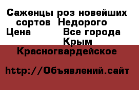 Саженцы роз новейших сортов. Недорого. › Цена ­ 350 - Все города  »    . Крым,Красногвардейское